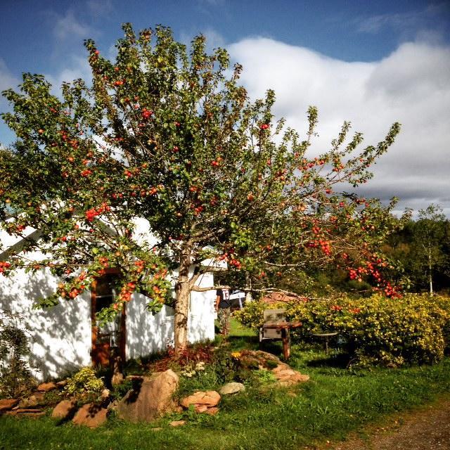 Gite Aux Jardins De L'Anse Percé Exterior foto